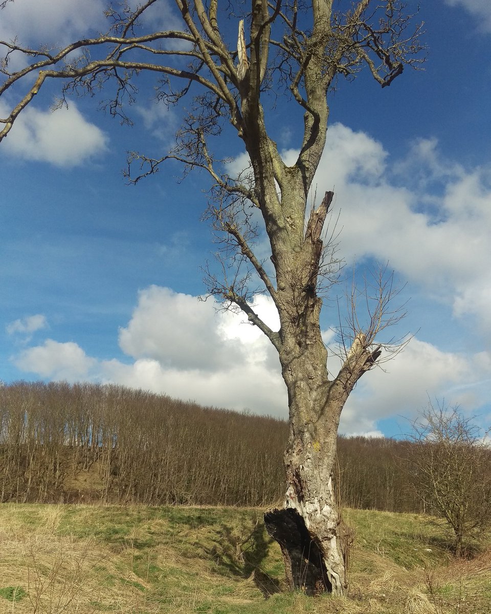 LouiseAlebree's tweet image. We passed a tree almost hollowed out by fire. It&apos;s still growing. My new motto is #bethetree