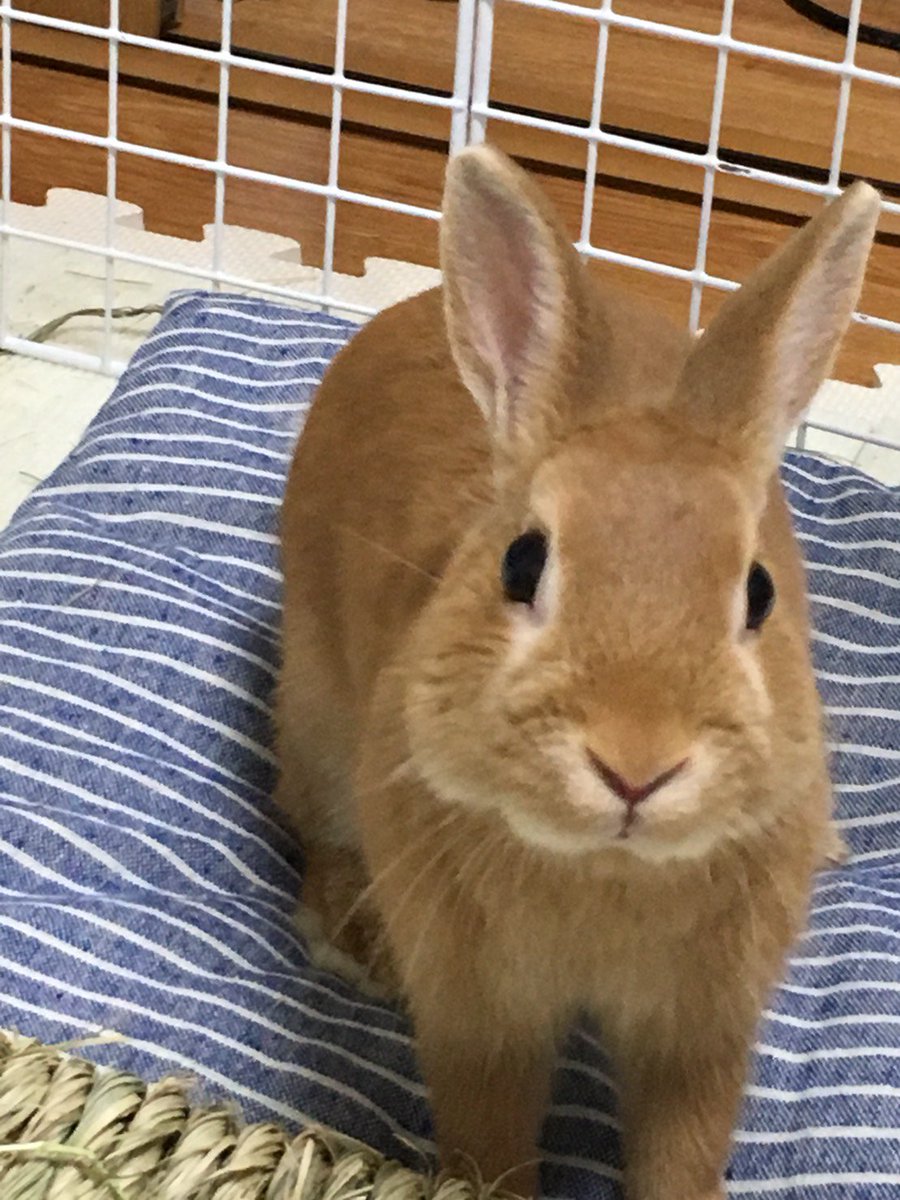 うさぎのむぎ君 落ちてた盲腸糞を掃除しようとしたら思いっきり噛まれました 痛い 本人は僕は悪くないもんと言わんばかり ネザーランドドワーフ 指噛まれた うさぎ やんちゃすぎる うさぎ好きさんと繋がりたい