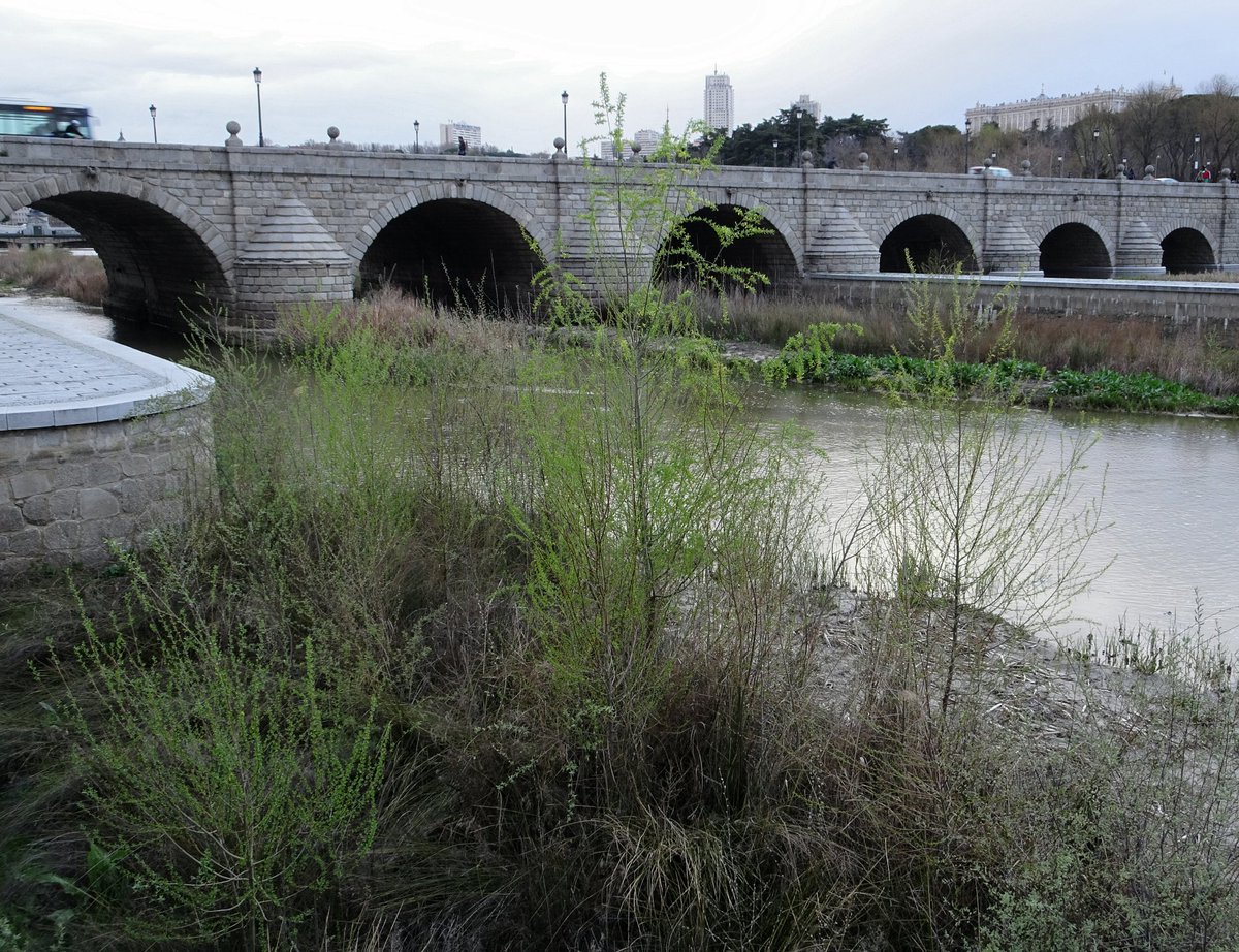 Santi_MBarajas's tweet photo. Los árboles que están creciendo de manera espontánea en el renaturalizado tramo urbano del río Manzanares (más de 2.000), ya han empezado a echar brotes. Algunos de ellos, con tan sólo dos años, superan ya los 6 metros de altura. En pocos años habrá un bonito bosque de ribera. https://t.co/EzBQcHSk9B