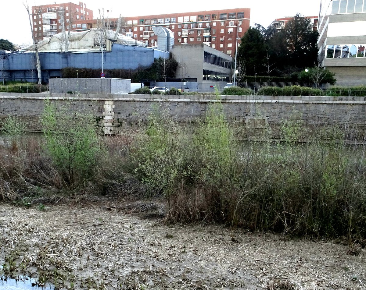 Santi_MBarajas's tweet photo. Los árboles que están creciendo de manera espontánea en el renaturalizado tramo urbano del río Manzanares (más de 2.000), ya han empezado a echar brotes. Algunos de ellos, con tan sólo dos años, superan ya los 6 metros de altura. En pocos años habrá un bonito bosque de ribera. https://t.co/EzBQcHSk9B