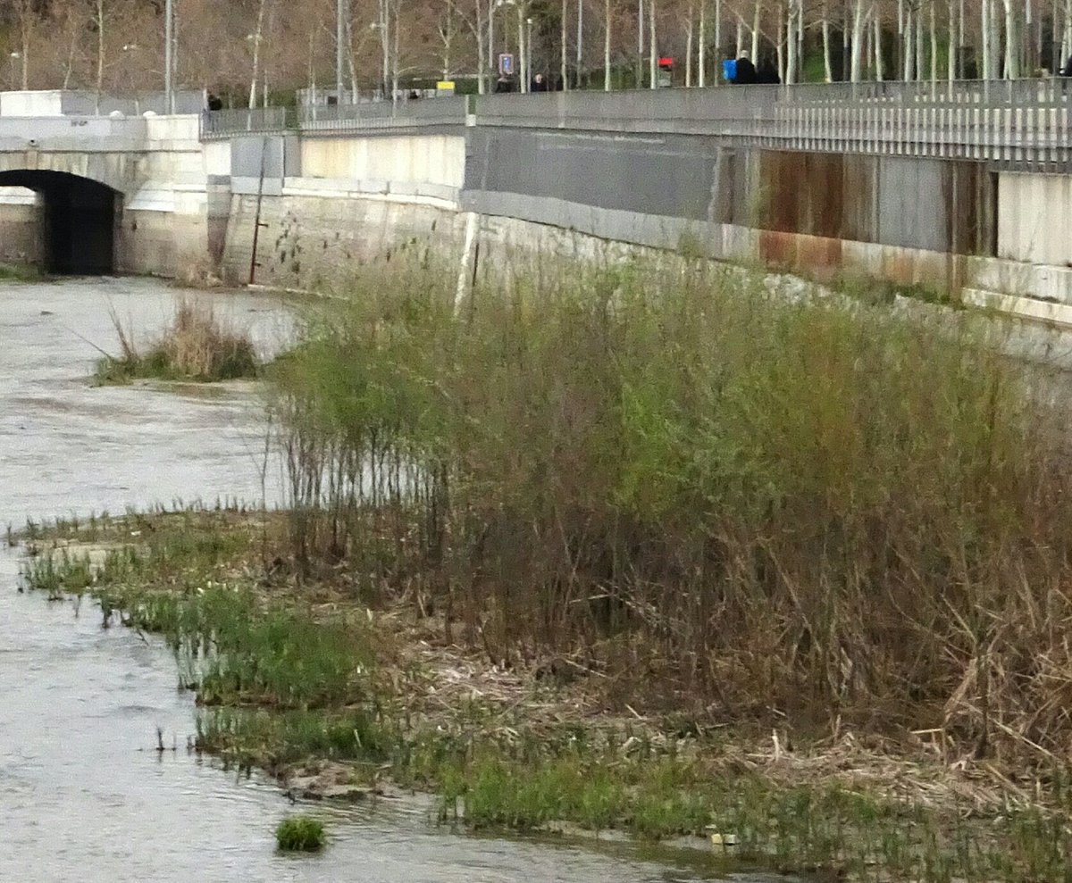 Santi_MBarajas's tweet photo. Los árboles que están creciendo de manera espontánea en el renaturalizado tramo urbano del río Manzanares (más de 2.000), ya han empezado a echar brotes. Algunos de ellos, con tan sólo dos años, superan ya los 6 metros de altura. En pocos años habrá un bonito bosque de ribera. https://t.co/EzBQcHSk9B