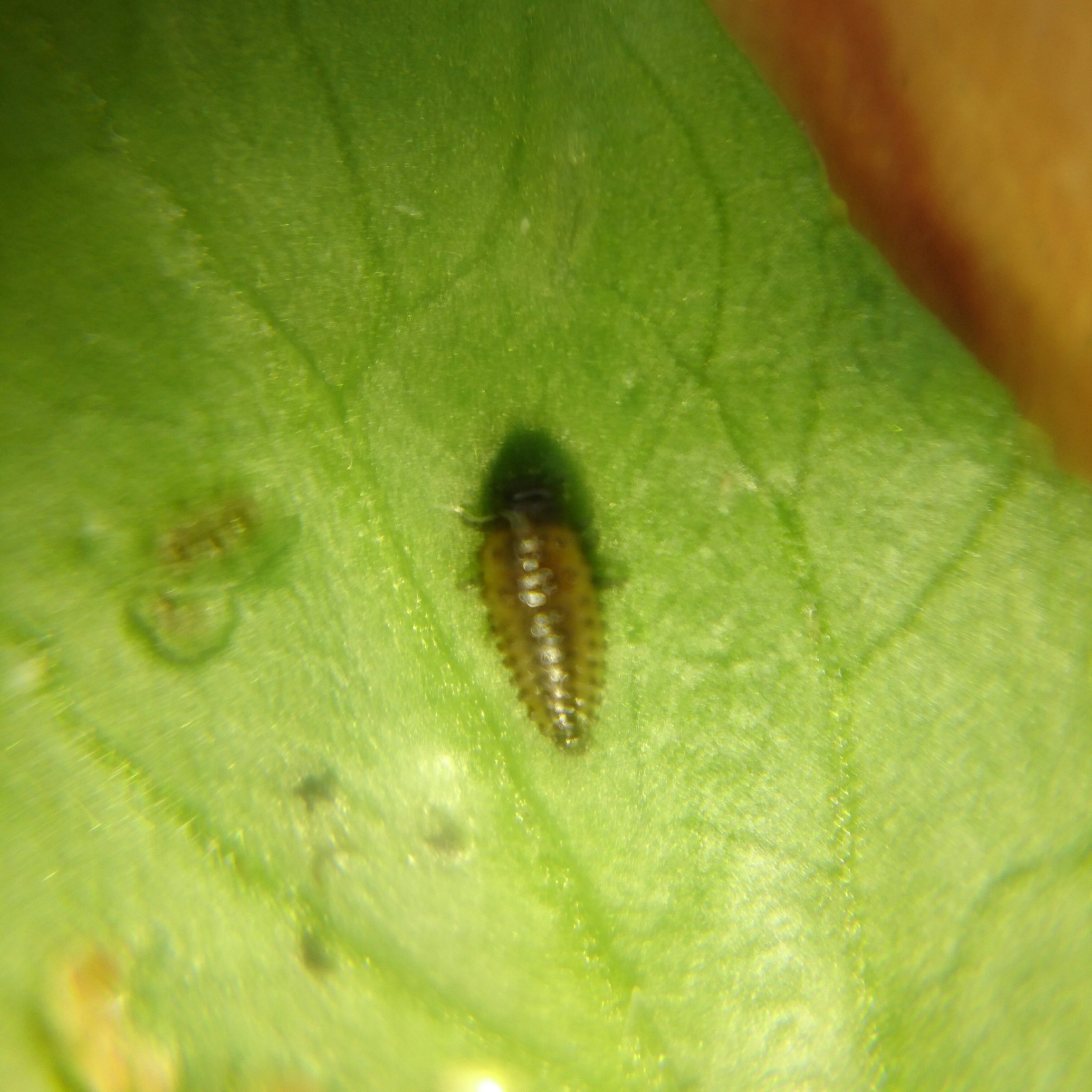 水耕栽培 Nnarble はじめまして 私はその虫の被害に遭ったことがないので詳しくは知りませんが ダイコンハムシの幼虫かもしれません 私も試行錯誤しながらクレソンを水耕栽培している者ですが 何処からか出現したアブラムシに悩まされました 応援し