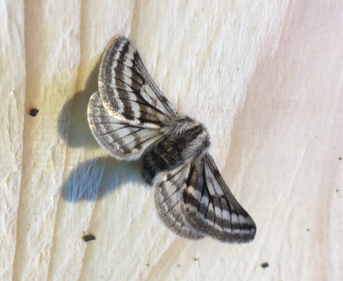 martyfinnigan's tweet photo. @Tireebirder @Nadair_Thiriodh it's all happening this weekend - Belted Beauty and what looks like 2x Clouded Drab https://t.co/CuCaeZLfNt