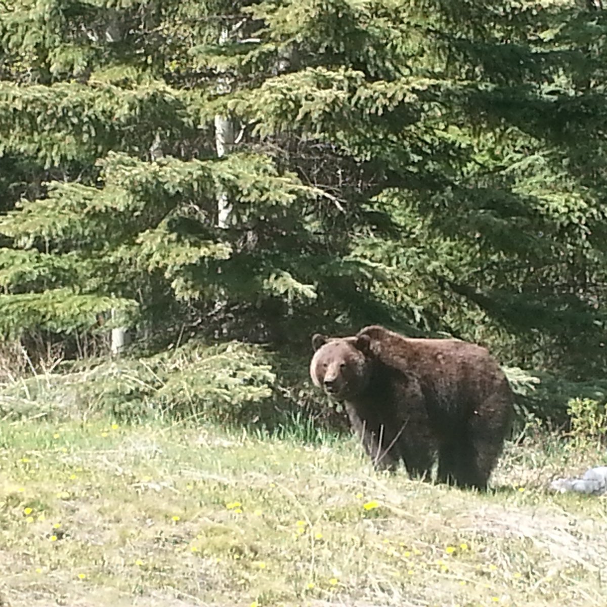 B.C. Grizzly
