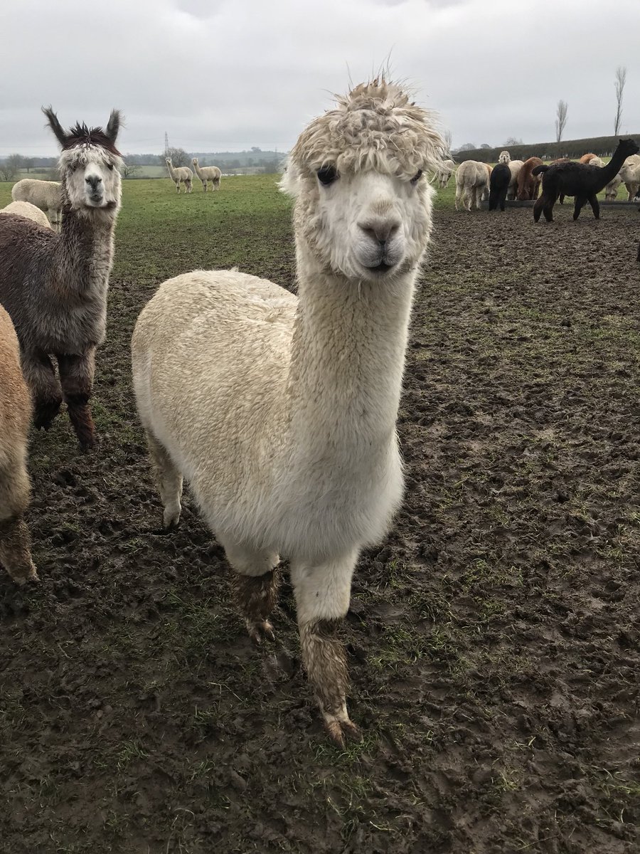 BarnacreAlpacas's tweet photo. Khaleesi is very vocal, talking to her unborn baby. She was a great mum to her first baby. https://t.co/FOX2Uve6gs