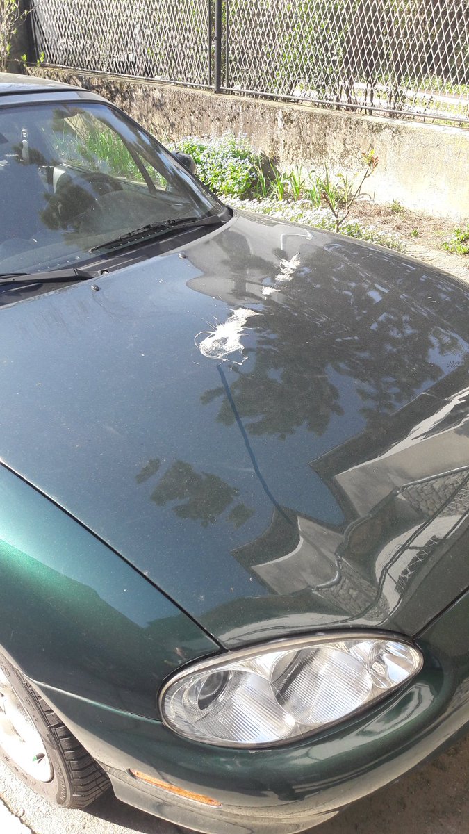 Samwise313's tweet photo. Did a feckin' Condor just cluster bomb my car?! #smh https://t.co/7IWaAGGxz1
