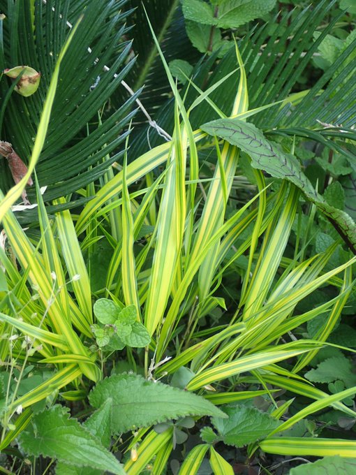 フウチソウの育て方は 植え替えや剪定 増やし方など長く育てるコツを解説 Kurashi No