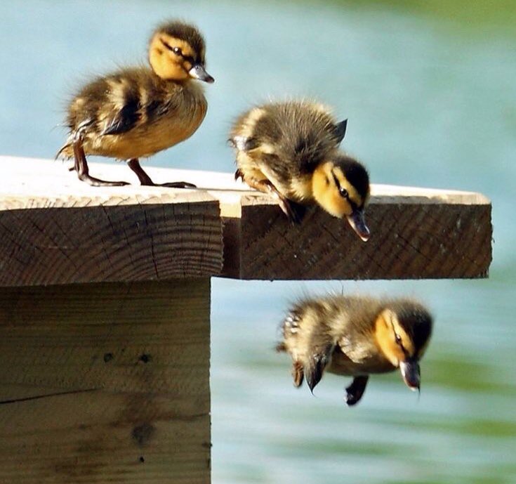 pancho8080's tweet photo. #BuenosDias 
#FelizDomingo

"La perseverancia no es una carrera larga; es muchas carreras cortas una tras otra."  

Walter Elliot https://t.co/DIyT5EQ74r