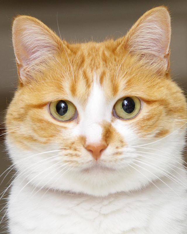 kachimo's tweet photo. あれれ、横長!
Wide width
#uchinonekora #kishidashin #kishidashimai #neko #cat #catstagram #kachimo #猫 #ねこ #うちの猫ら https://t.co/MWxtw2aQsw https://t.co/csdKlZzIct https://t.co/l36XE2O6wH