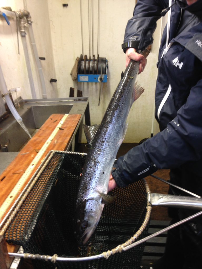 APRIL: salmon kelts still moving downstream through the Salmon Leap trap, including this 76 cm beautiful MSW female  #burrishooleLTER  @MarineInst  #fishsci  @FishSciBot