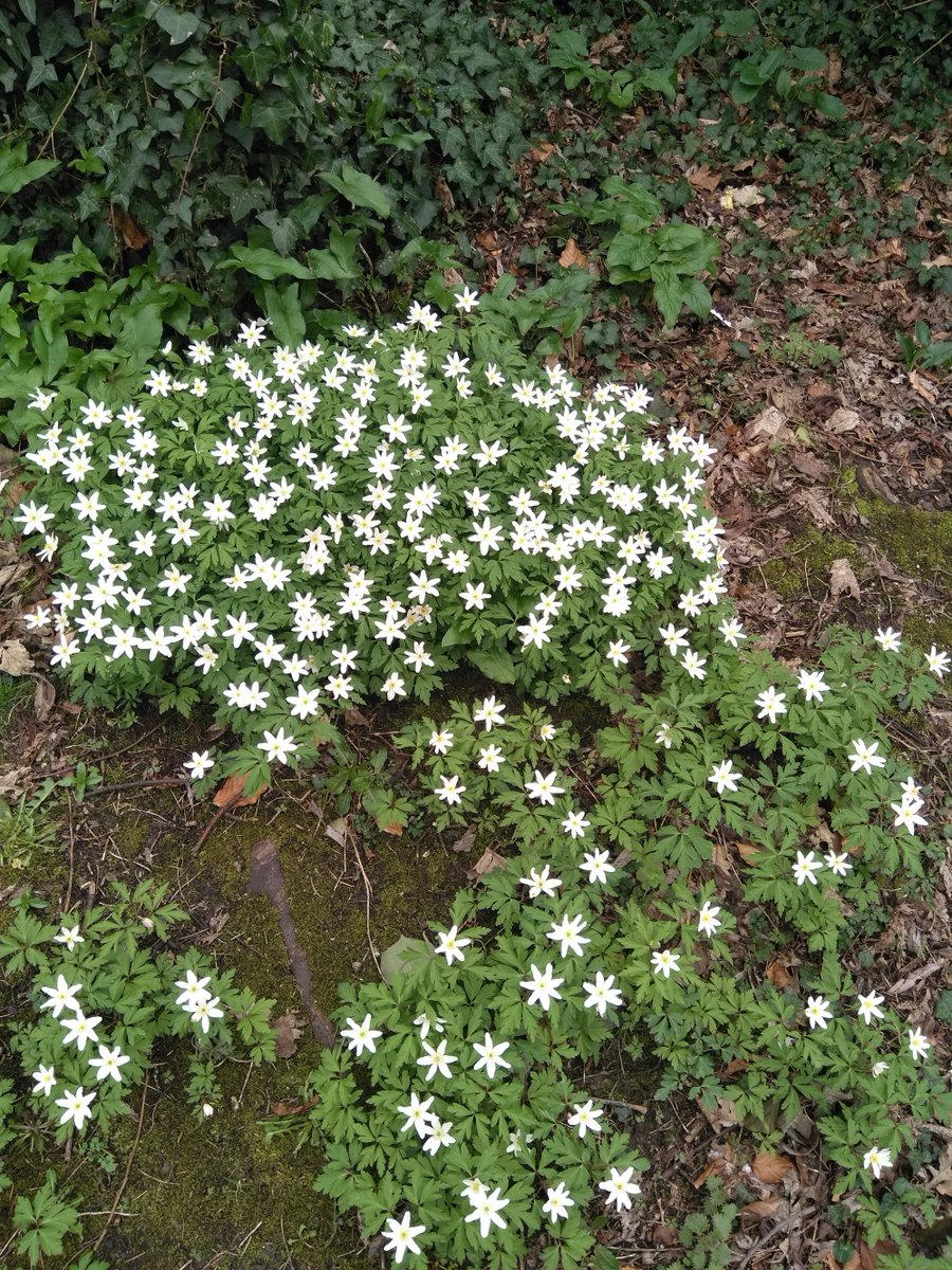 s_brien01's tweet photo. Spring: spot one then around the corner spot many others. Violas and Wood anemones are always nice to see #botany #spring #springflora https://t.co/iibCYVwU59