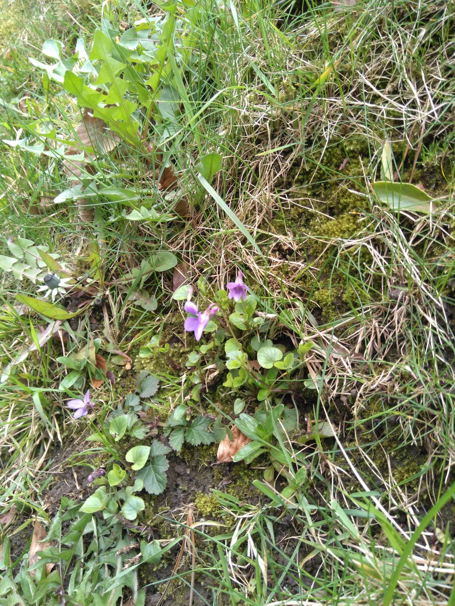 s_brien01's tweet photo. Spring: spot one then around the corner spot many others. Violas and Wood anemones are always nice to see #botany #spring #springflora https://t.co/iibCYVwU59