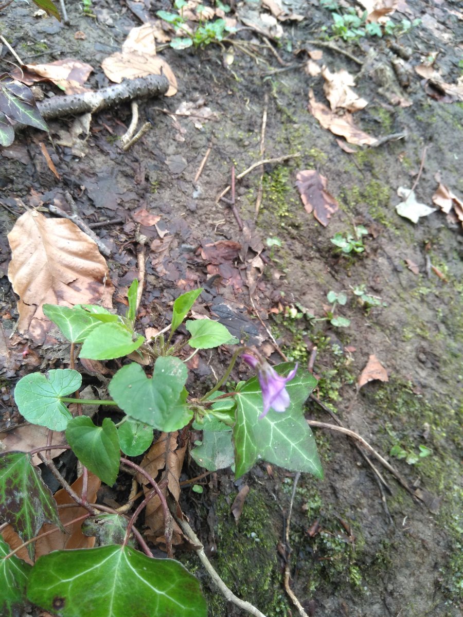 s_brien01's tweet photo. Spring: spot one then around the corner spot many others. Violas and Wood anemones are always nice to see #botany #spring #springflora https://t.co/iibCYVwU59