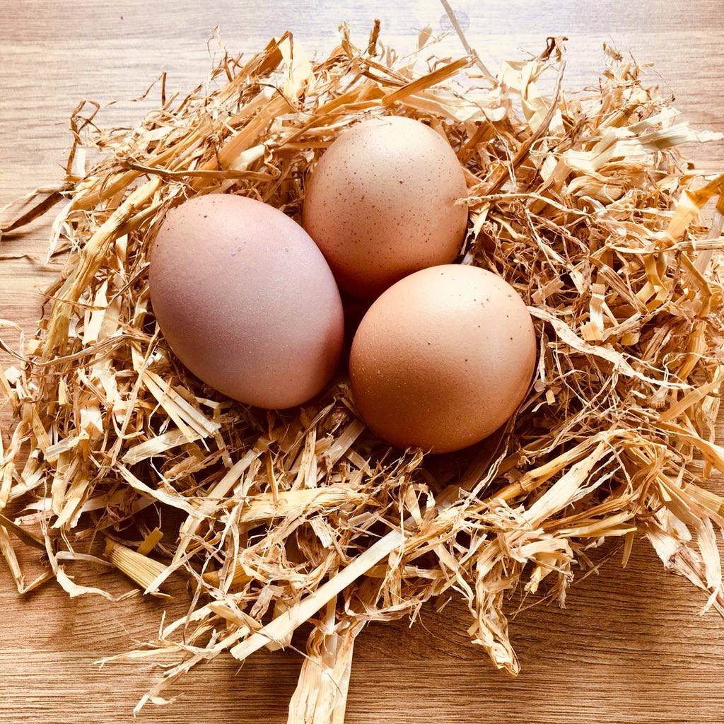 ThePrebendal's tweet photo. So far, eggs from three of our four lovely rescued girls. They are settling in very well and loving their new life! 🐔@BHWTOfficial @Chiobserver #PrebendalHens #Chichester https://t.co/HHfo4fAo2a