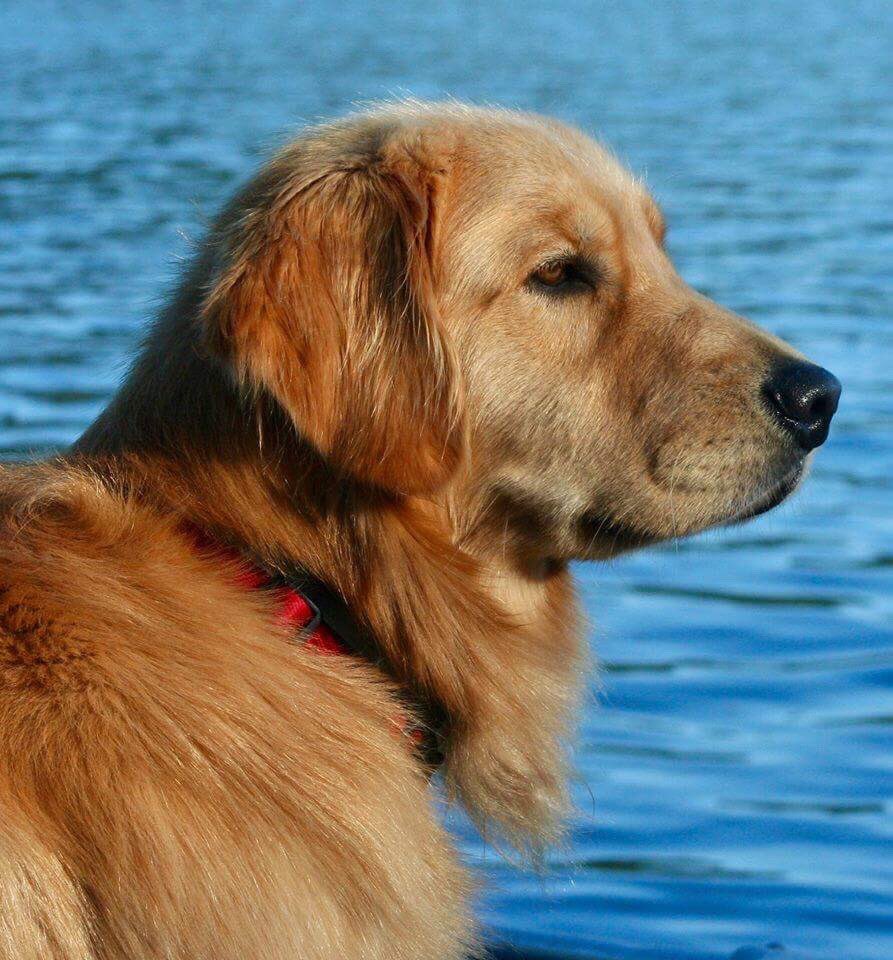 RyanWinch1's tweet photo. This is the longest I have been away from my dog and I am not a fan. #MyRascal #Scout #GoodBoy https://t.co/3H5AUUELhn