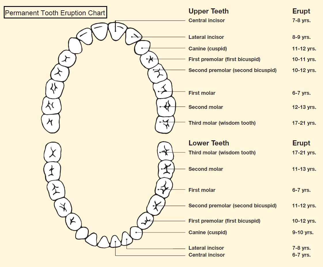 DrGorczyca's tweet image. #tootheruption #teeth #permanentteeth #dental