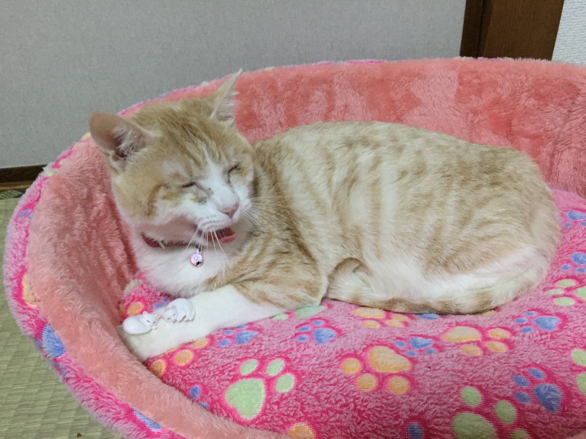 Cute picture of female cat miyaa (@miyaa_gazou) on Twitter photo 