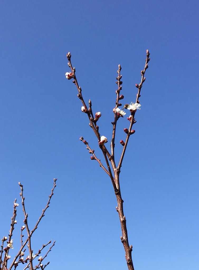 andreaspucher's tweet image. #wachauer #marille #inthemaking - phase II: die stunde der #biene :-)