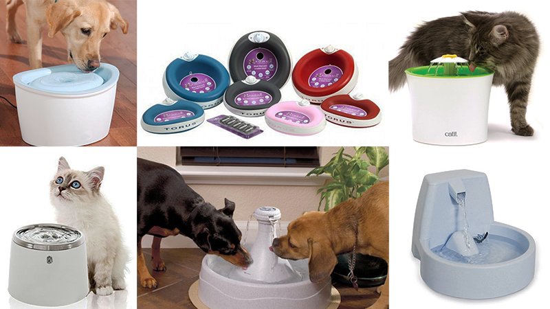 ThePetsDialogue's tweet photo. How owning a water fountain could be beneficial for your pets! Read more: https://t.co/Vl75cpAsk6 

#petsofinstagram #animals #AnimalWelfare #animallovers #animalteam #animalfanclub #animaloftheday #PetsAreFamily #PetoftheWeek #PetOfTheMonth #Singapore #sghopefuls https://t.co/4N7mVU35XO