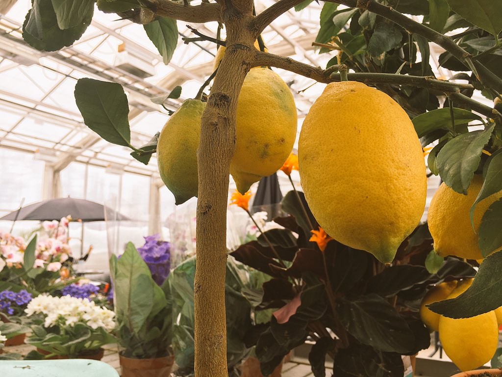 LottaLofgren's tweet photo. En stunds klimatombyte... #sommar #värme #citron #citronträd #parasoll #jämtland #sweden https://t.co/j4u49x84PH