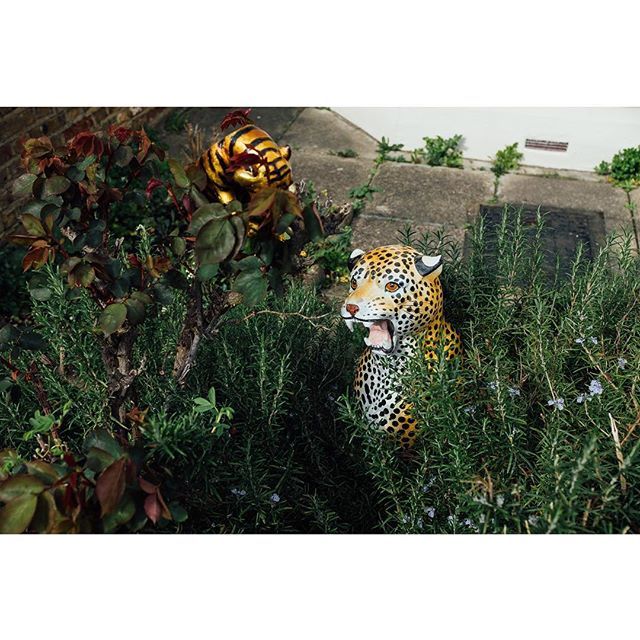 OliverHolms's tweet photo. Grrrr
.
.
.
.
#leopard #grrr #lurking #botanicals #foundstilllife #streetstilllife #x100f #fujix100f #fujifilm #fujilove #fujifeed #vsco #vscox #visualdiary #oliverholms #green #yellow https://t.co/ZCSKkcXIxS https://t.co/pvtY5o3DDZ