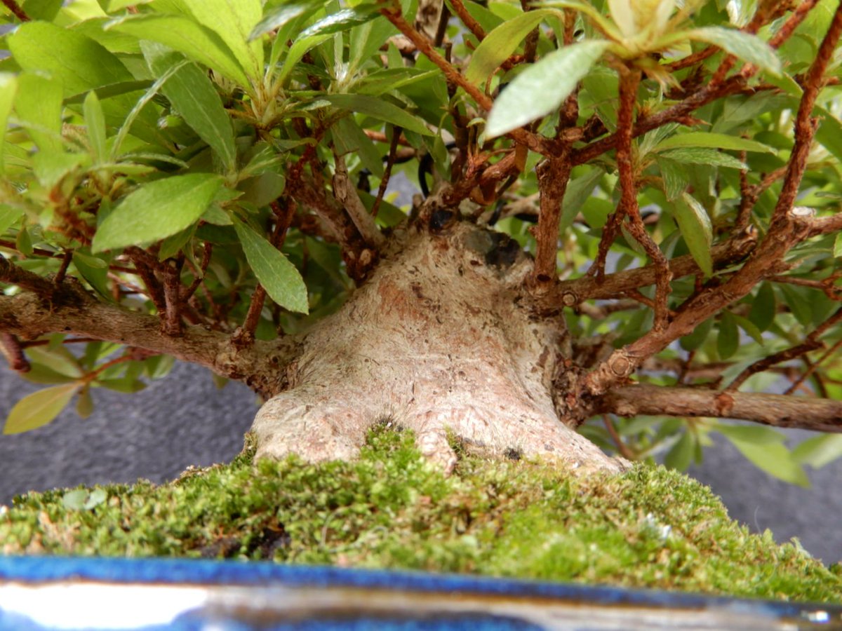 花折松慶 千寿丸ミニ盆栽 松柏盆栽 على تويتر 因みに出来上がってる 皐月 も一つだけ買っときました 五峰の光 の 小品盆栽 ですね 盆栽