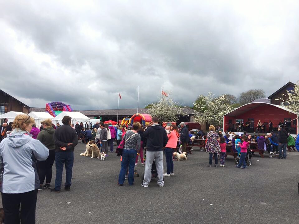 NaasBall's tweet photo. 2 weeks until walking Sunday @punchestownrace  The pre festival tradition where in the past the course was walked and inspected with repairing of divots by walking on them. Nowadays it’s a walk for every family member even the little hairballs!! #Naas #Punchestown #WalkingSunday https://t.co/0IscOSqNHI