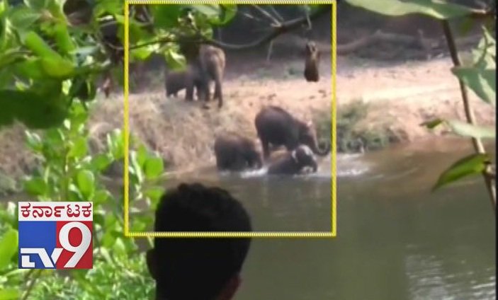 tv9kannada's tweet photo. Fear Grips Residents as Elephant Herd Spotted near Village in Sullia
Click Here ► https://t.co/7uKcZw5ZM0
#Karnataka #Sullia #ElephantHerd #ElephantEntersvillage #ElephantPlaying #ElephantCalf #ElephantAttack #ElephantDestroys #ElephantEntersCity #TV9Live #TV9Kannada #tv9news https://t.co/xpb5aHWuYc