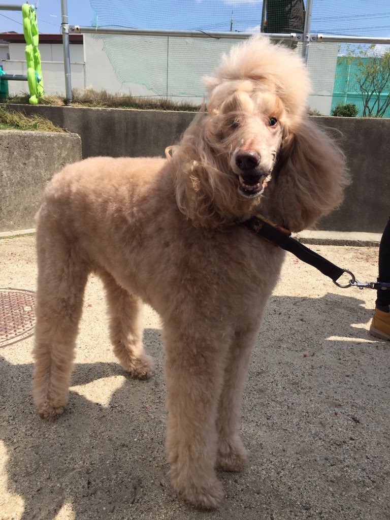 神原由利子 A Twitter 木の実ナナwwwあのカット 確かにちょっと怖いですよね 小さいプードルでもマズル 長い子はテディーベアーみたいなカット似合わないらしいですね 毛があるから丸いイメージありますけど 脚も長いし意外とソリッドな体型してますよね