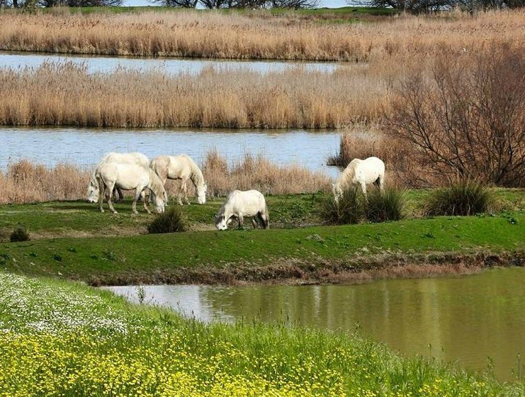 TurismoFerrara's tweet photo. Qualcosa da invidiare alla Camargue?!?! #Parcodeldelta #Comacchio #InEmiliaRomagna
(ph. @montanari.paolo) https://t.co/j39eXawUfj