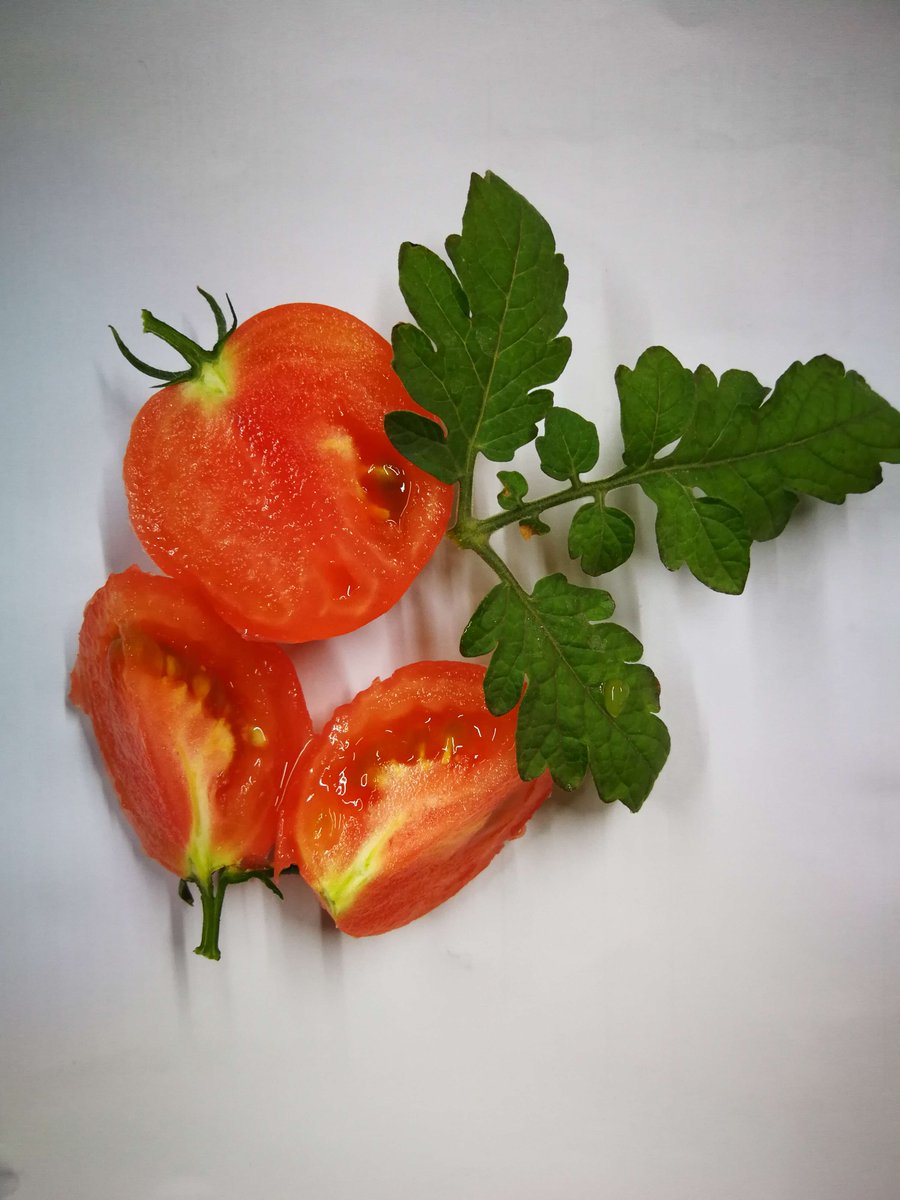 CTLiteTech's tweet photo. Peel is very thin, a little sour and sweet😋😋😋😋😋😋😋
#CTLiteLEDGrowLight https://t.co/EFHma6mp5Y