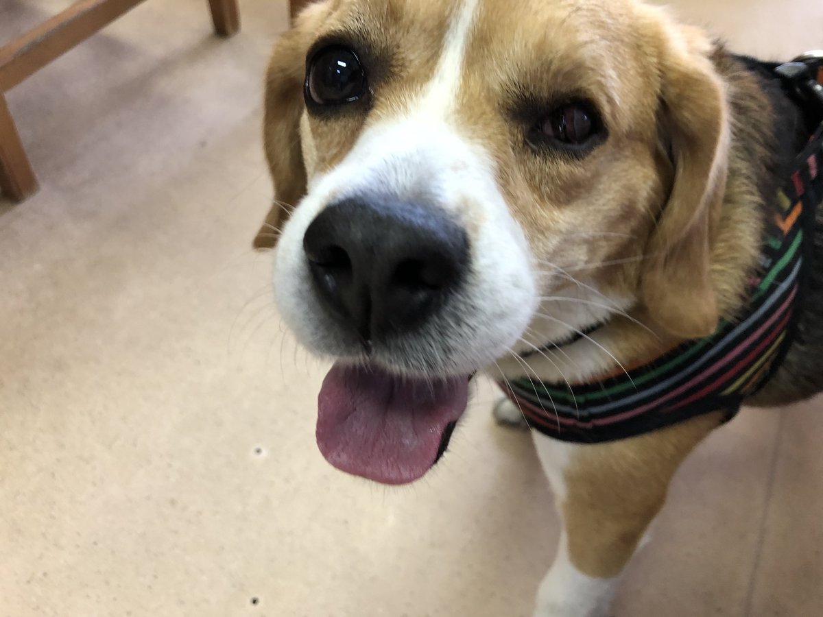 空次郎とてんとめい 里帰りした空次郎2 保護犬カフェ天神橋店へ訪問しました 保護犬 保護犬カフェ天神橋店