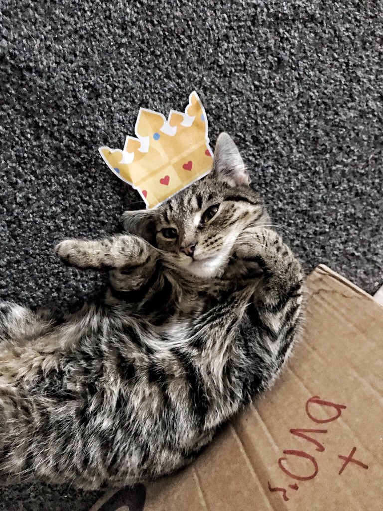 aismcgarrigle's tweet photo. Elsa: queen of boxes, chewer of wires and general bad ass kitty. #vipcrown https://t.co/MreXjHKP1B