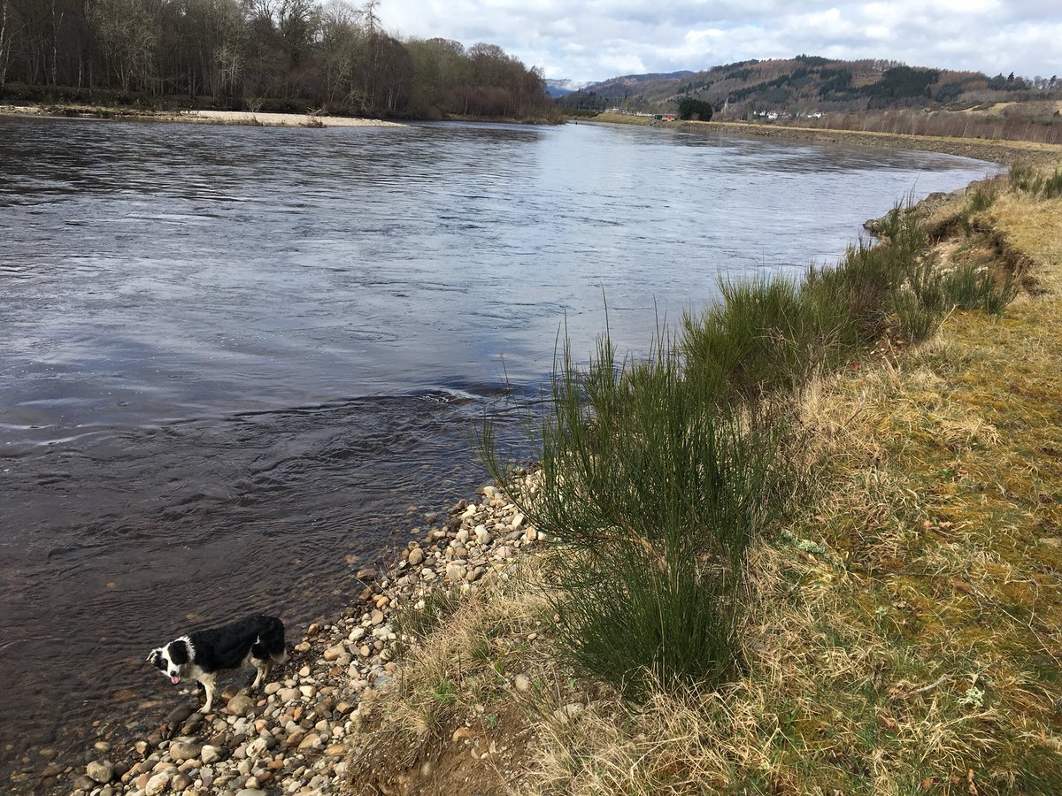 Vivwatson53's tweet photo. Beautiful morning for a doggie paddle!! and getting my steps up! @WindyWilson88 @BBCScotWeather @JudithRalston #Spittlafield #beautifulscotland https://t.co/Tte2LVgZyA