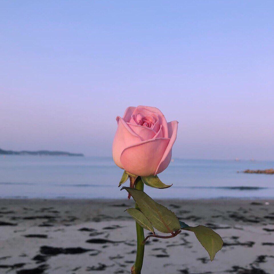 comme1rose (@comme1rose) on Twitter photo 