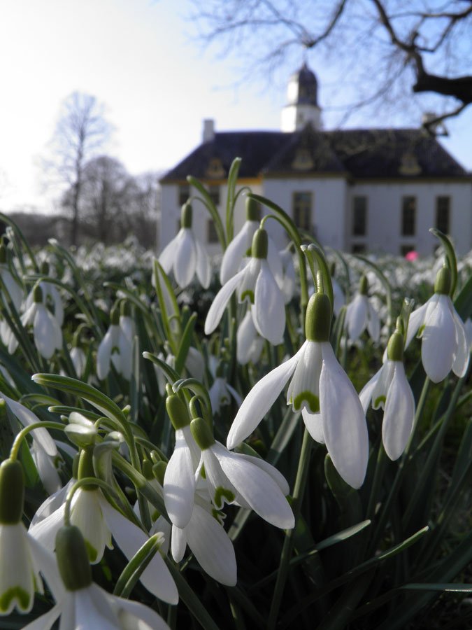 SteziLopez's tweet photo. Snowdrops in Slochteren
#snowdrops #flowers #spring #holland #fraeylemaborg #groningen #manor #lente #sneeuwklokjes #bloemen https://t.co/f8NnJj2n5H