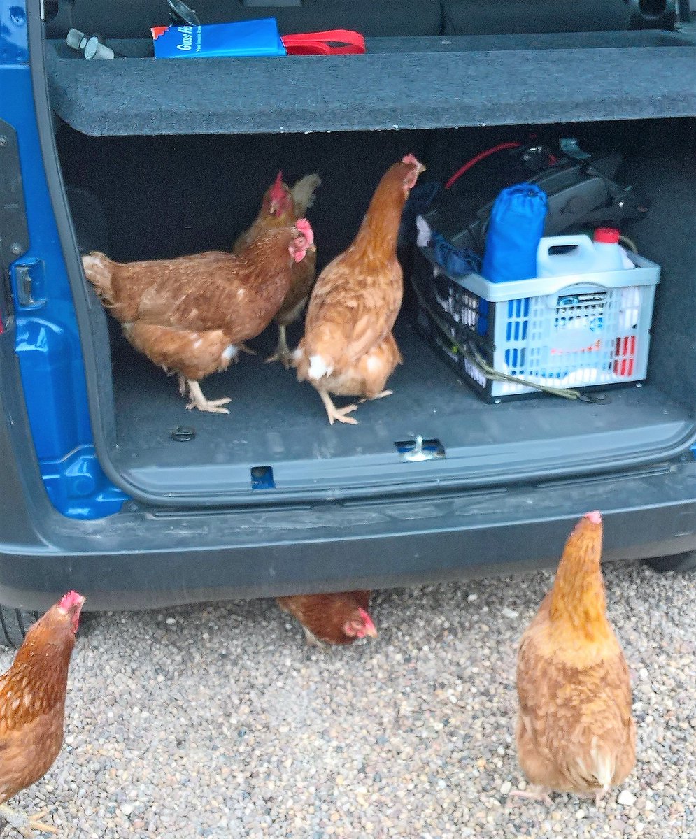 Country Markets tweet media