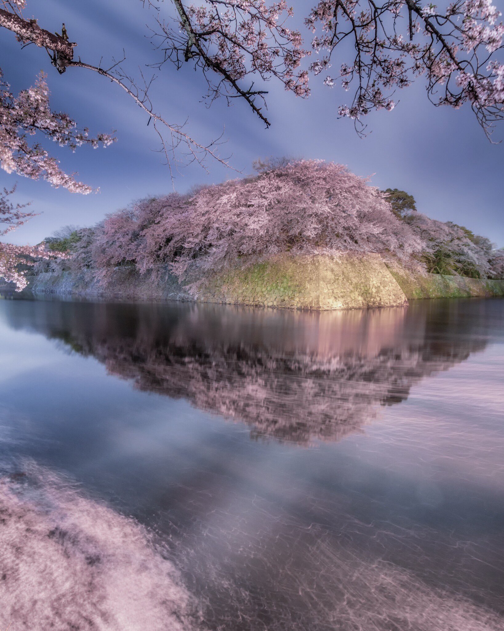 しんご 花筏の彦根城 雨により桜が散り お堀に花びらが溜まるタイミングを狙って訪れました 一枚目の時は雲の表情もよく 桜 リフレクション 雲 花筏と狙い通りの一枚を撮ることができました 滋賀 彦根城 東京カメラ部 Tcc桜ツイート 桜