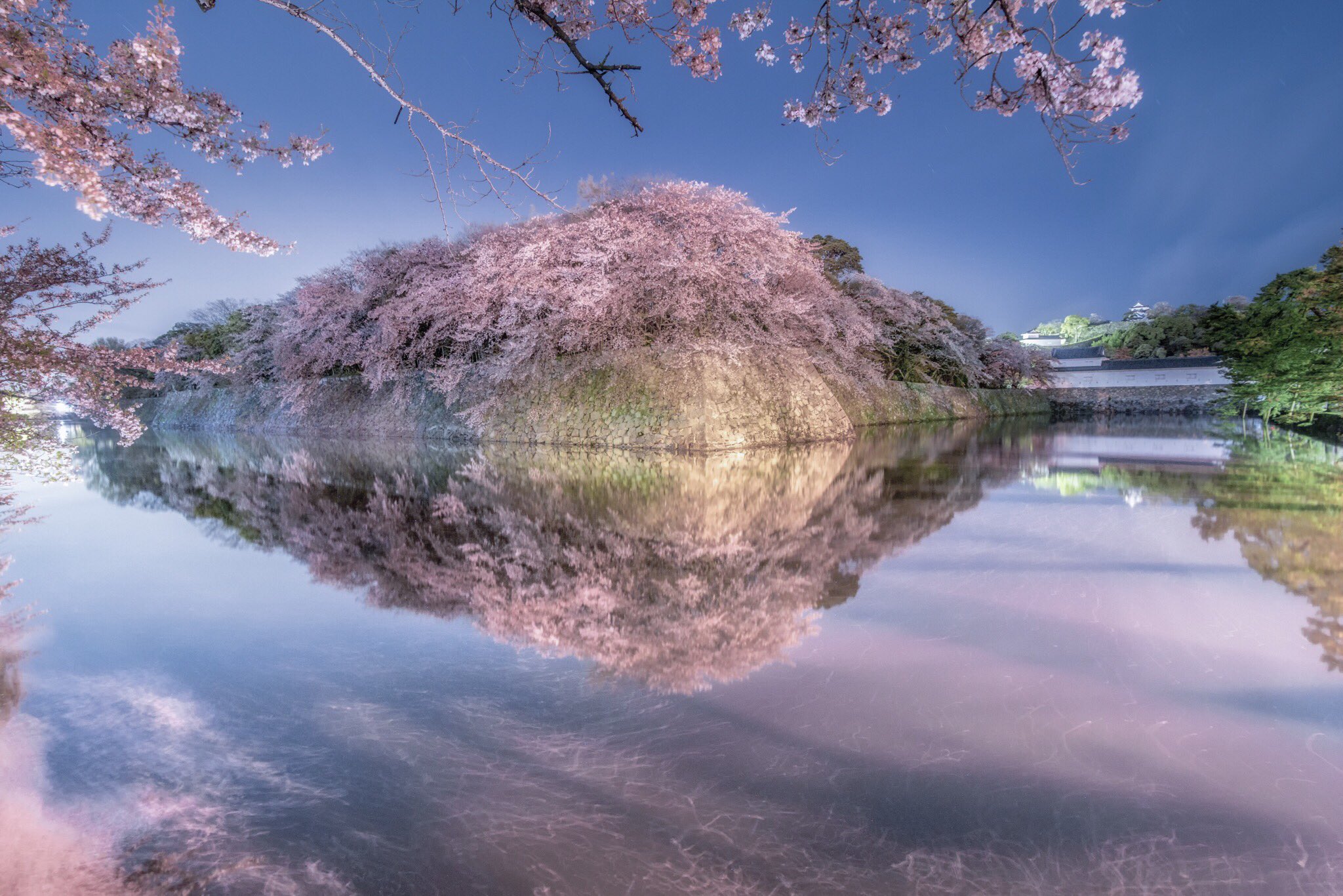 しんご 花筏の彦根城 雨により桜が散り お堀に花びらが溜まるタイミングを狙って訪れました 一枚目の時は雲の表情もよく 桜 リフレクション 雲 花筏と狙い通りの一枚を撮ることができました 滋賀 彦根城 東京カメラ部 Tcc桜ツイート 桜