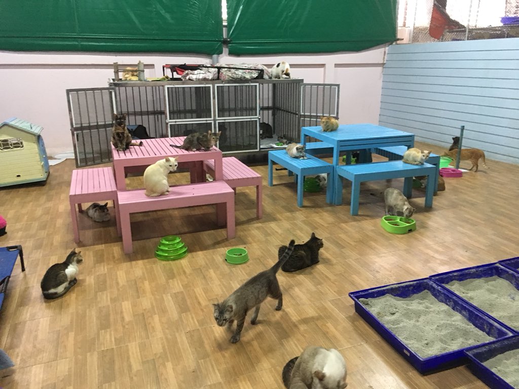 NT_Ying's tweet image. ใครอยากไปคาเฟ่แมวแบบราคาประหยัดแนะนำ มูลนิธิสงเคราะห์สัตว์พิการ ปากเกร็ด รับหมาแมวจรมาเลี้ยง ดูแลดีมากเป็นสัดส่วน หมาจะอยู่ในกรงแยก แมวจะรวมในห้องนึง มีอาหาร ทรายแมวครบ ของเล่น ที่นอน ที่ให้ปีน คนสามารถไปเล่นกะแมวได้ แมวอ้อนมาก 1 #ทวิตดีคนรีน้อย  #ไว้รีวิวห้ามขายของโว้ยย