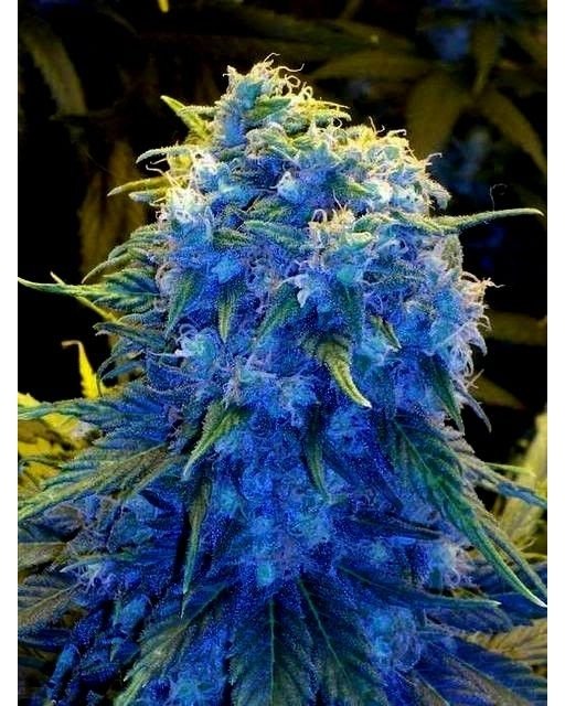 neobitechnology's tweet photo. #budcity #bud_city #budporn #picoftheday #hashporn #instagood #roadtrip #wedemboyz #represent #proshop #windbreaker #blazerscup #smoke #bong #gonja #stonerdays #highsociety #weedworld #potheadnation #potheadsociety #stonerways #cloud #stonernation #rayba… https://t.co/H62XfUkrza https://t.co/088jGtMp7A