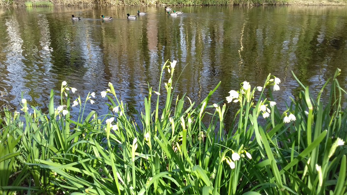 Lizzy_NL's tweet photo. Walk in the park 🌳🌿🌱 #SpringSpring https://t.co/Oh3MICYuks