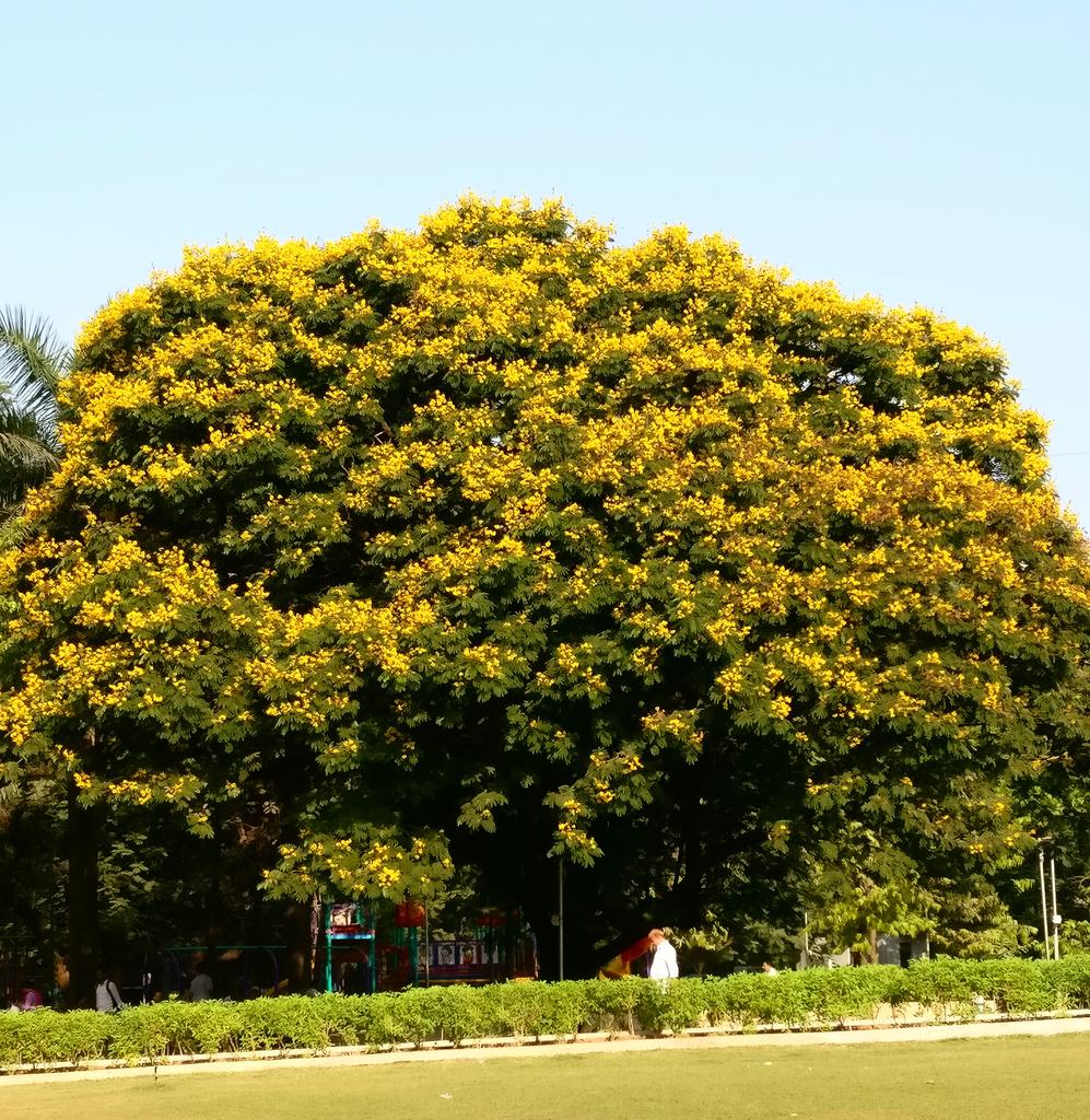 chemingineer's tweet photo. Same tree:
Left - 22nd March
Right - Today (8th April)
Explains why it is called #CopperPod tree. https://t.co/ONeT2R5yJv