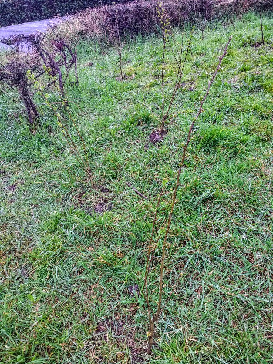 GraysPhoenix's tweet photo. #GraysPhoenix would like to say *Thank you* to @thurrockcouncil for planting new trees on #Grays river front to replace the saplings mistakenly mown down last year. https://t.co/MeaT77QMDZ