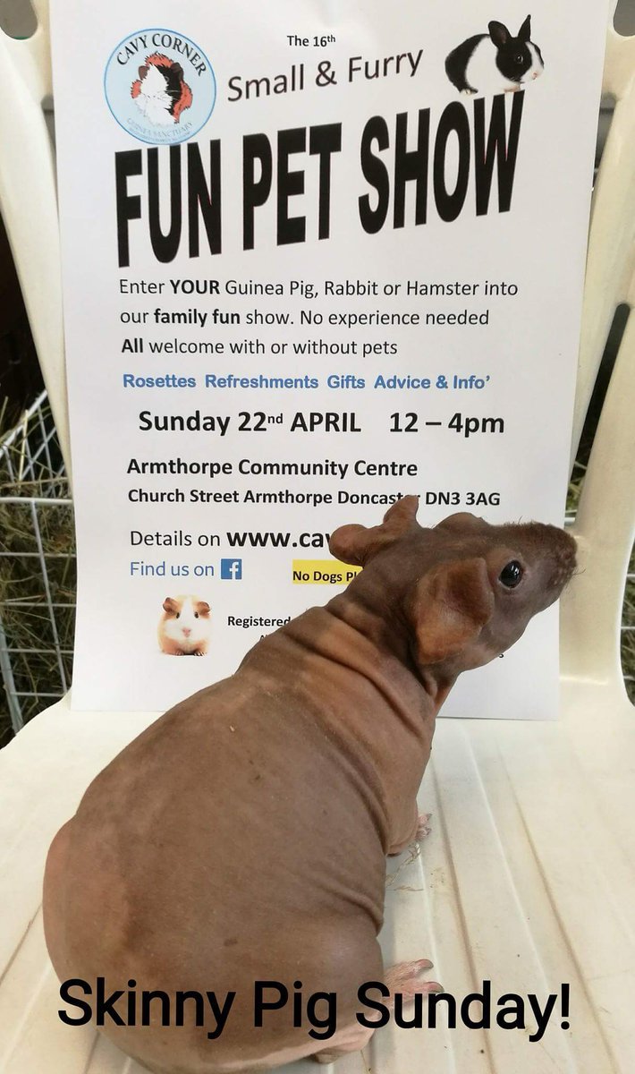 CavyCornerS's tweet photo. Its our wonderful Small &amp; Furry Fun Pet Show on Sunday 22nd April. 
Gifts, lots of advice,  raffle, tombola, home baked  refreshments and lots of fun. Do come and join us. https://t.co/OjaH7uydjH