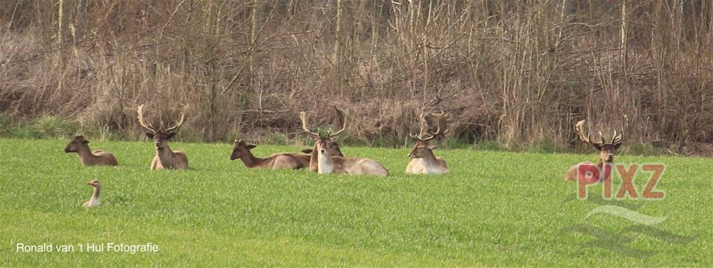 PIXZeeland's tweet photo. ๐ฆFamiliekiekje...๐ฆ
https://t.co/I8sqB6lj27
#PIXZ Ronald van 't Hul #vrouwenpolder #genieten @Natuurmonument #PIXZeeland #DownloadDeApp https://t.co/eatnP8PpIX