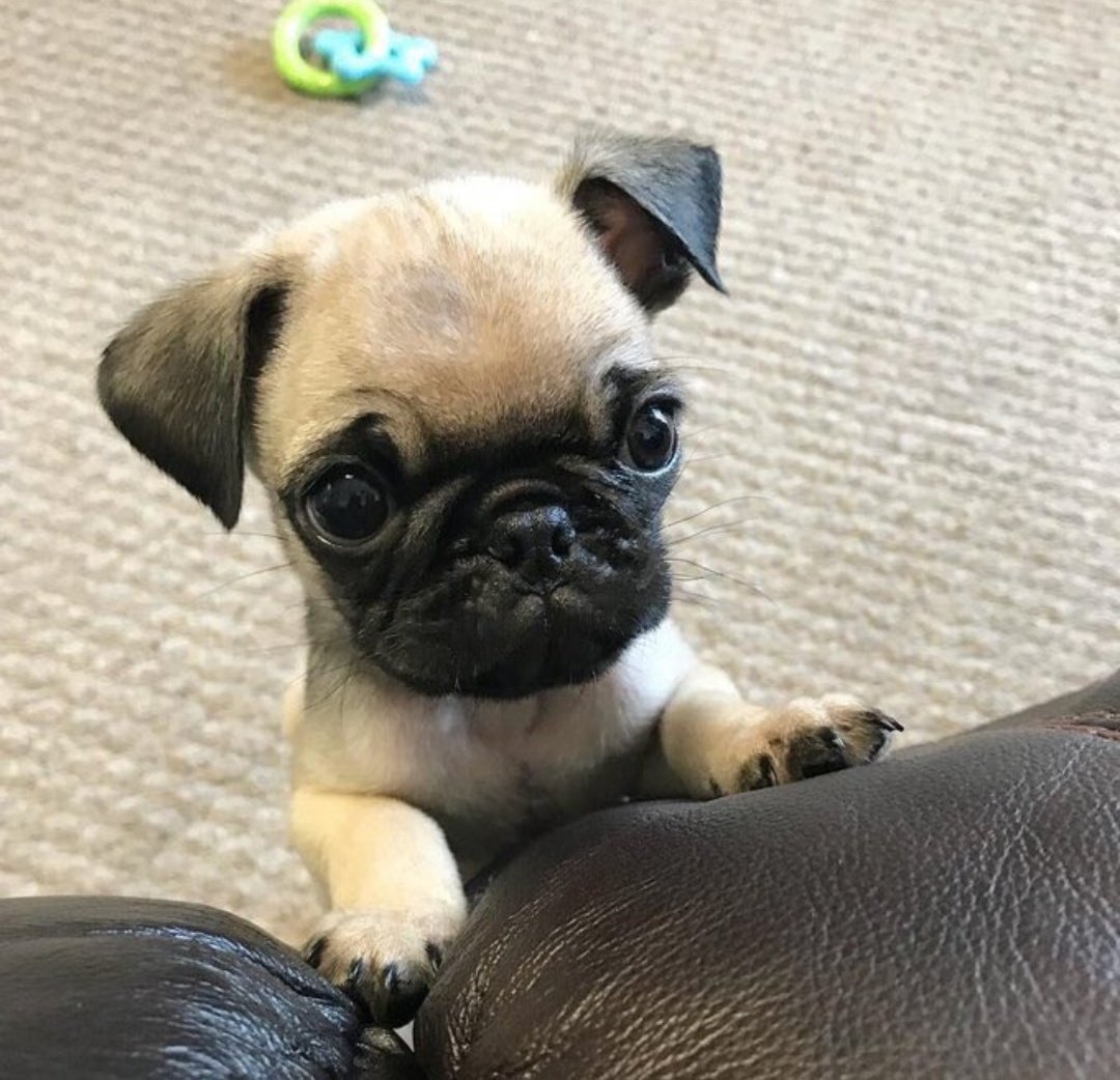So cute puppy