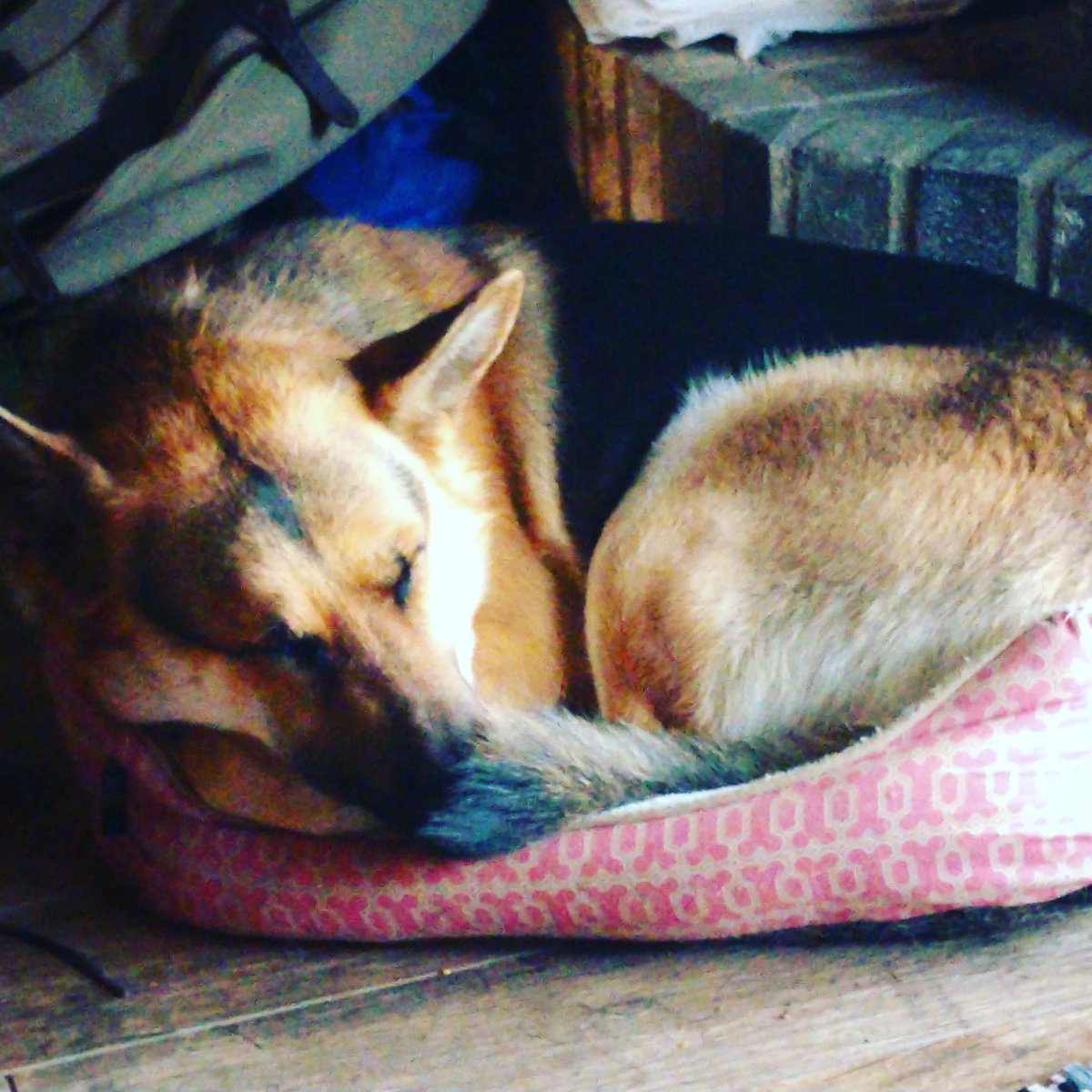 Steph_L_Taylor's tweet photo. Jager loves the small bed #ServiceDog #offduty #offdutyservicedog #GermanShepherd #GSD https://t.co/ARBiXfYy3D
