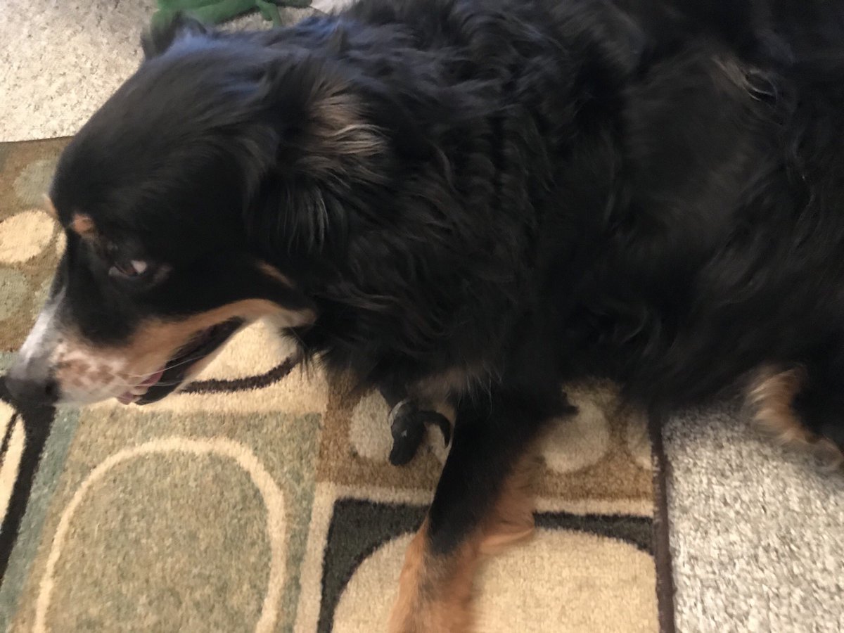 Frazier4kyrep's tweet photo. Threw Gumby for the little one, &amp; this big girl leans over and takes a drink of my coffee! #NeverADullMoment https://t.co/eUlZSOxKoR