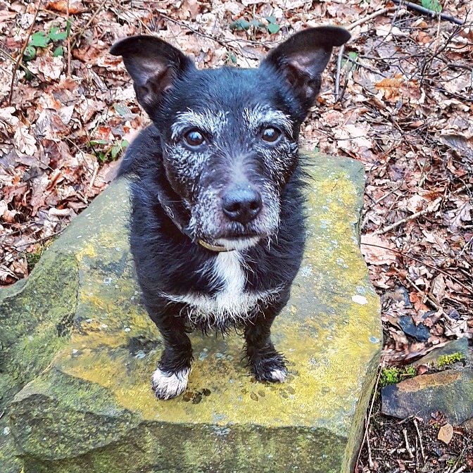 AnyaBird73's tweet image. My little dog #tkid #patterdaleterrier #olddoggo #dogsoftwitter 💖🐶